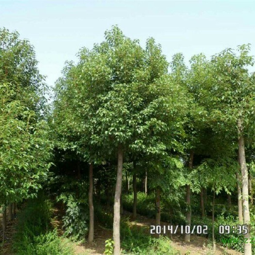 英德市小叶樟 