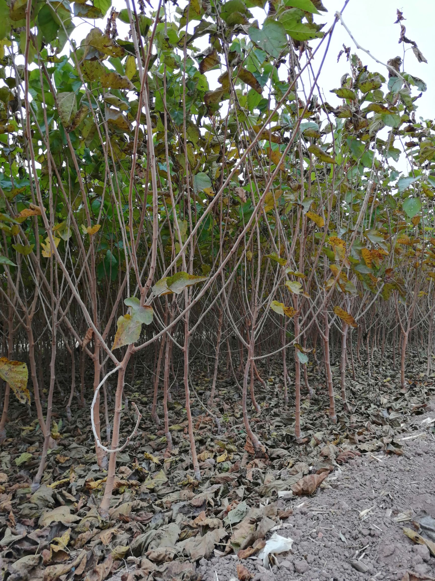 黑珍珠桑树苗 