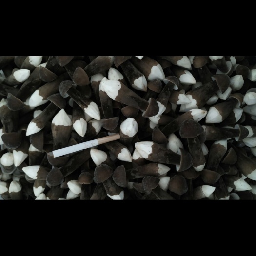 单县鸡枞菌 人工种植 5cm~7cm 黑皮鸡枞 鲜货 