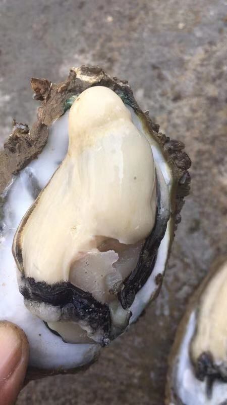 佛山湛江牡蛎 烧烤生蚝专用大中小规格齐全全国发货