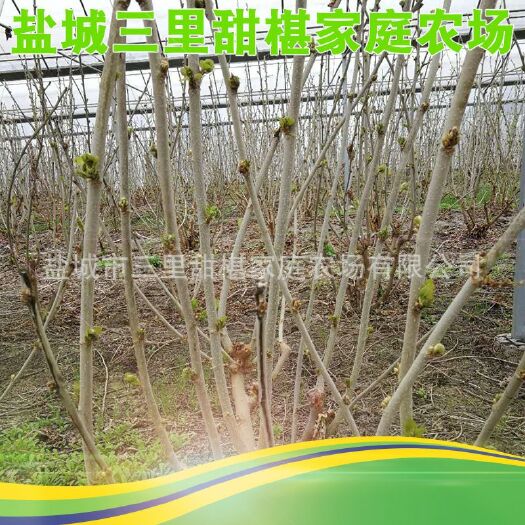 盐城无籽大十果桑苗 