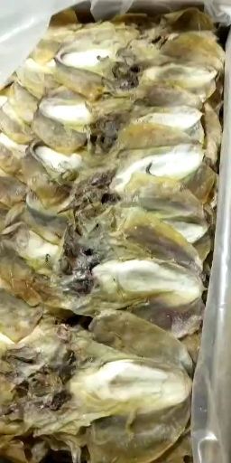 九江深水墨鱼