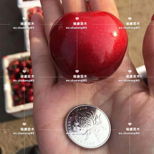 泰安美早苗 
