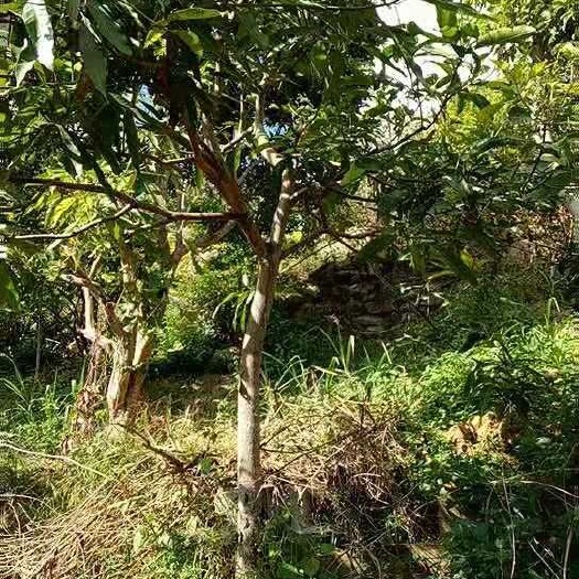 云县芒果直生苗（实生苗） 