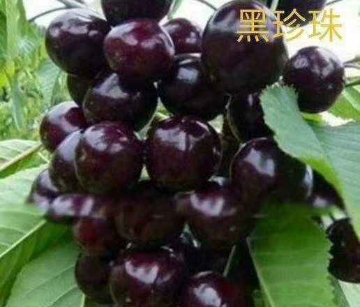 泰安俄罗斯8号樱桃苗