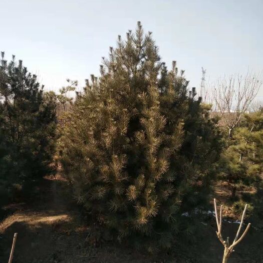 泰安白皮松