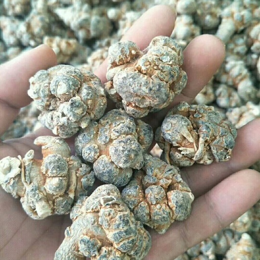 三七