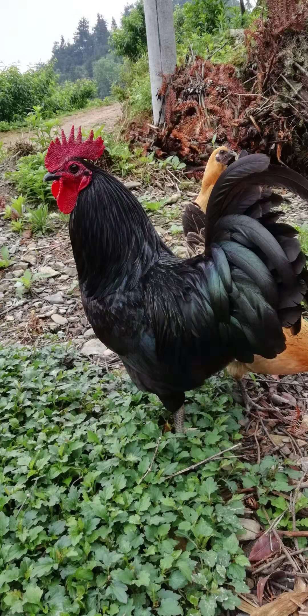 雪峰乌骨鸡 2-3斤 