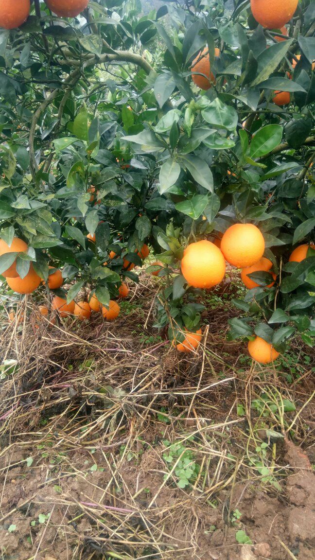 纽荷尔脐橙 75 - 80mm 4-8两 