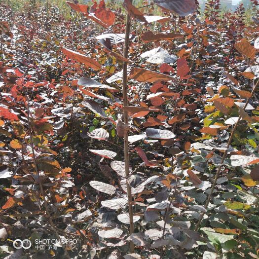 红栌苗