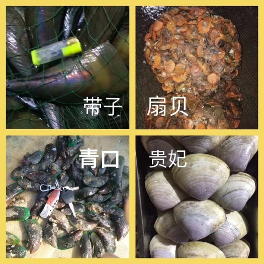 佛山红扇贝 人工养殖 10-20只/公斤 