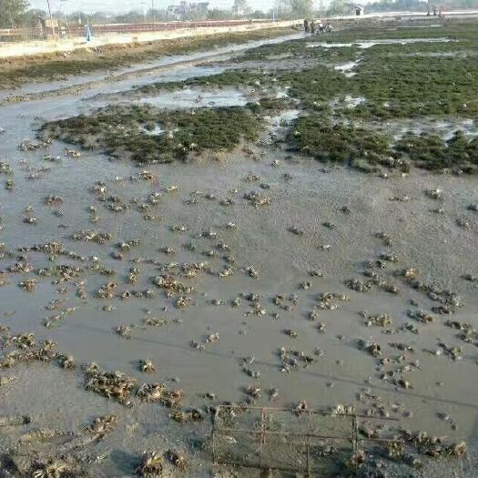无为市 有需要囤养大闸蟹可以联系我