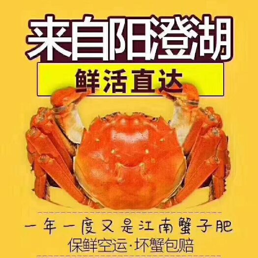 昆山市阳澄湖镇大闸蟹 3.5-4.0两 统货