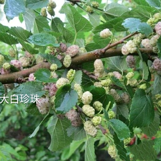 海宁市大白珍珠桑苗  桑树苗各品种果桑苗 大白珍珠口感纯甜带鲜