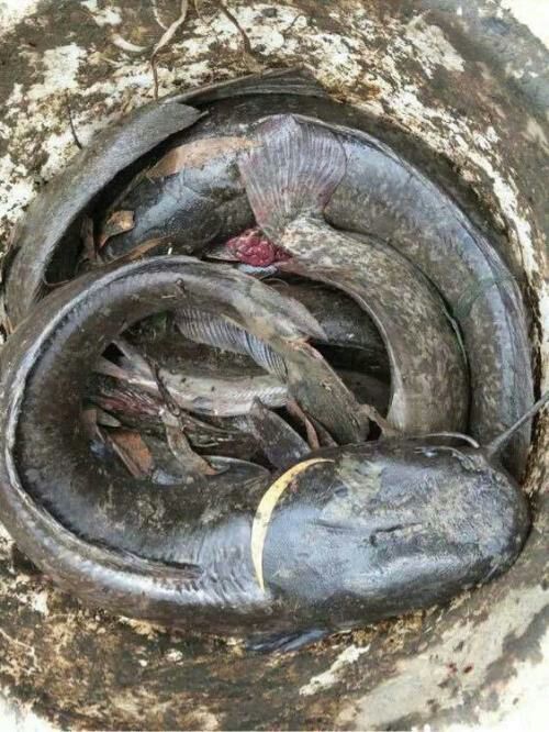 广州 养殖场直供 埃及塘鲺鱼苗 革胡子鲶鱼 淡水养殖 全国发货
