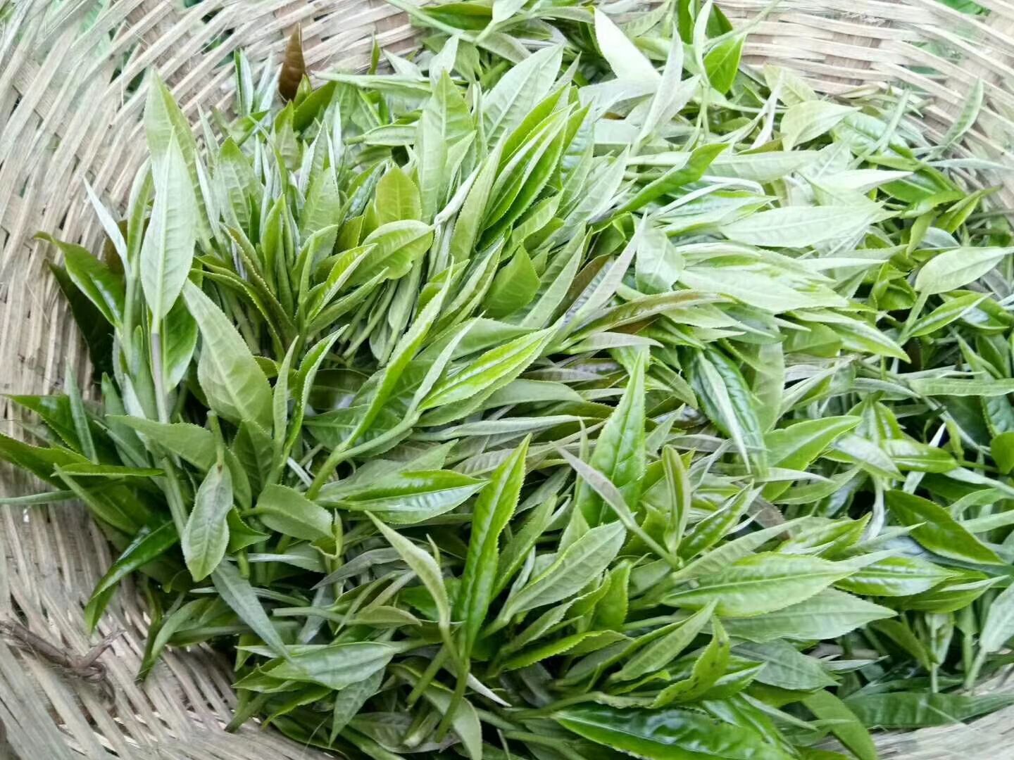 普洱生態(tài)茶 散裝 一級 