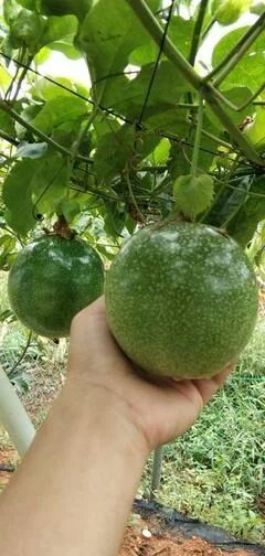 巨无霸百香果苗 巨无霸百香果，有扦插苗，嫁接苗，保证正品。