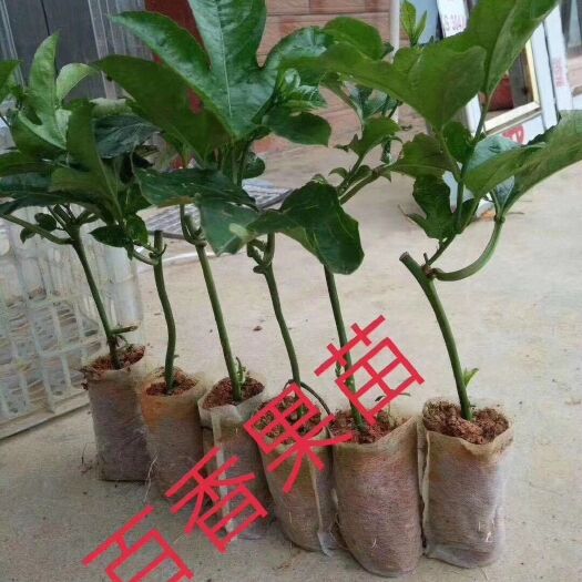 灵山县黄金百香果苗