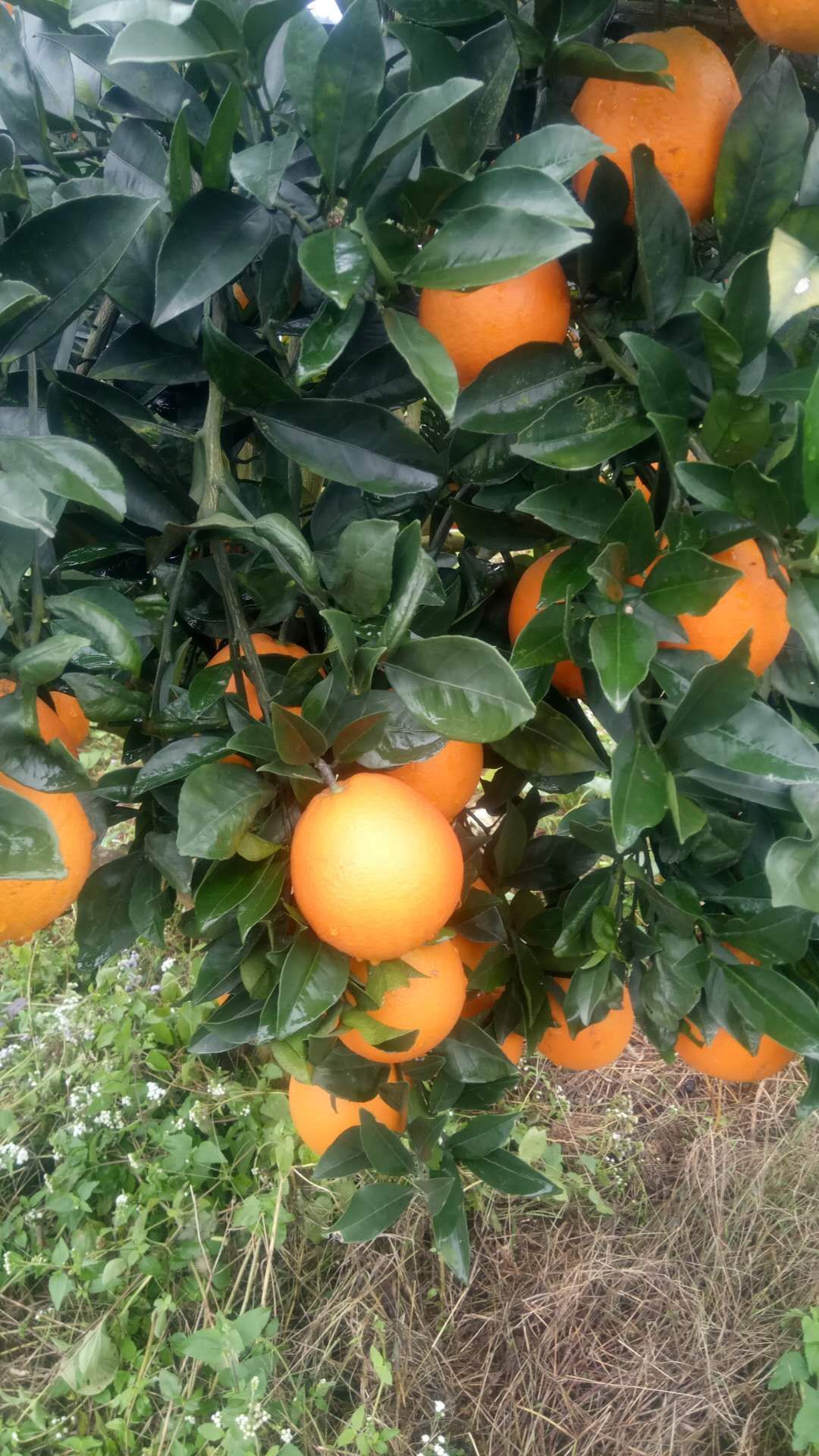 纽荷尔脐橙 75 - 80mm 4-8两 