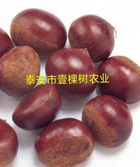 泰安泰山板栗苗 嫁接苗 1~1.5米 