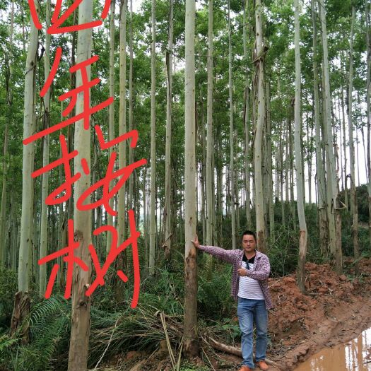 灵山县DH3229桉树 0.5米以下 