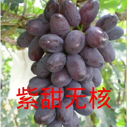 昌黎县紫甜无核葡萄苗 