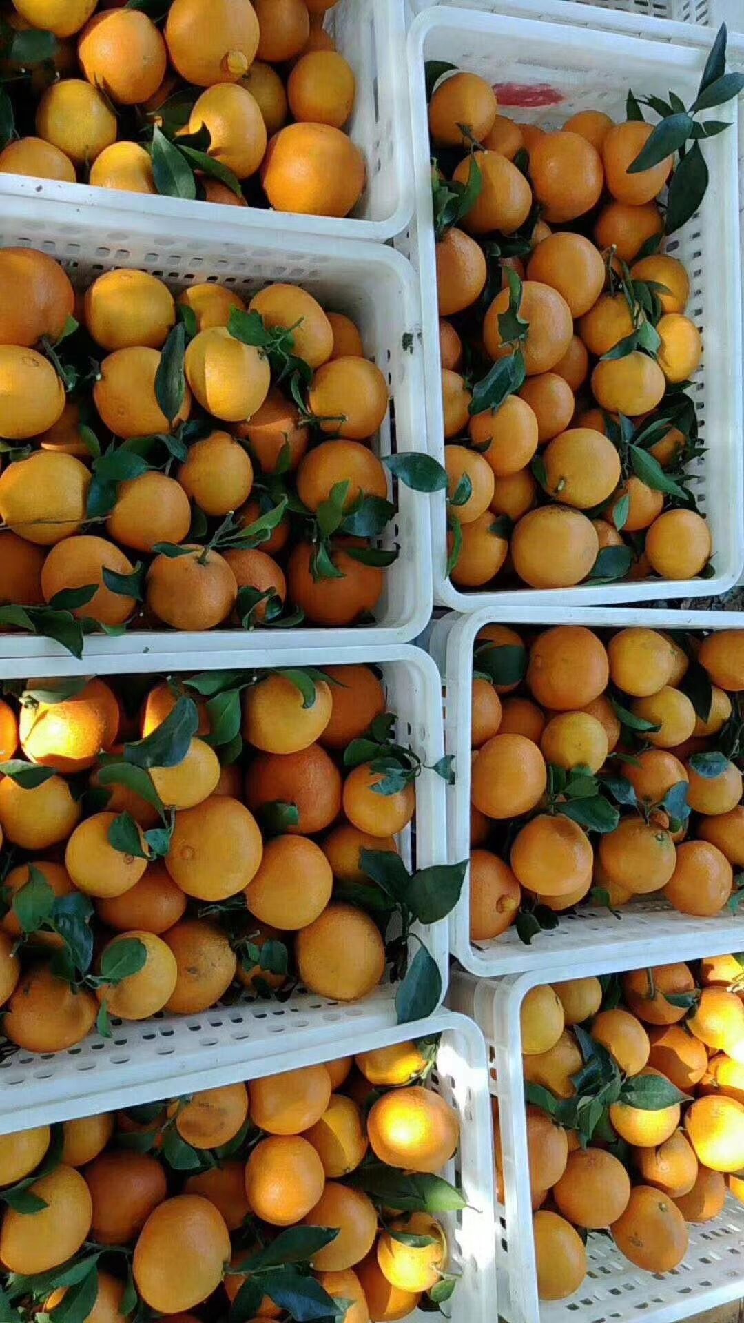 纽荷尔脐橙 75 - 80mm 4-8两 