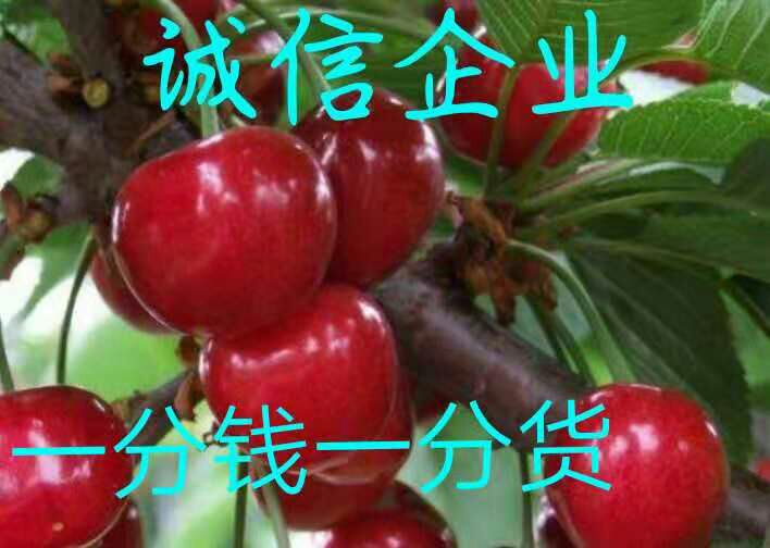 大方县玛瑙红樱桃树苗 