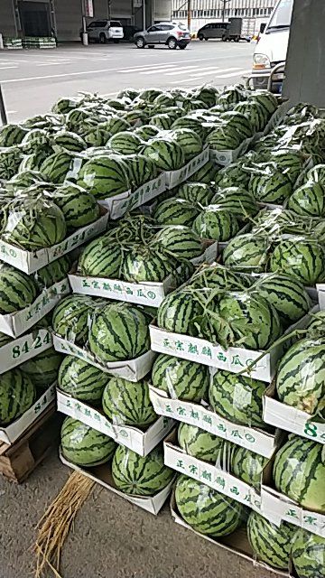 8424西瓜 6斤打底 1茬 8成熟 无籽