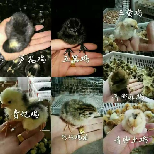 沭阳县五黑一绿鸡苗