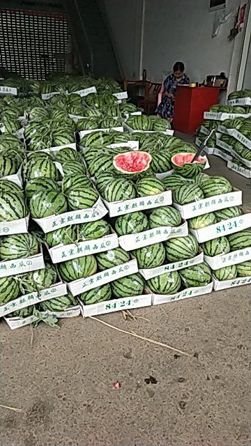 8424西瓜 6斤打底 1茬 8成熟 无籽