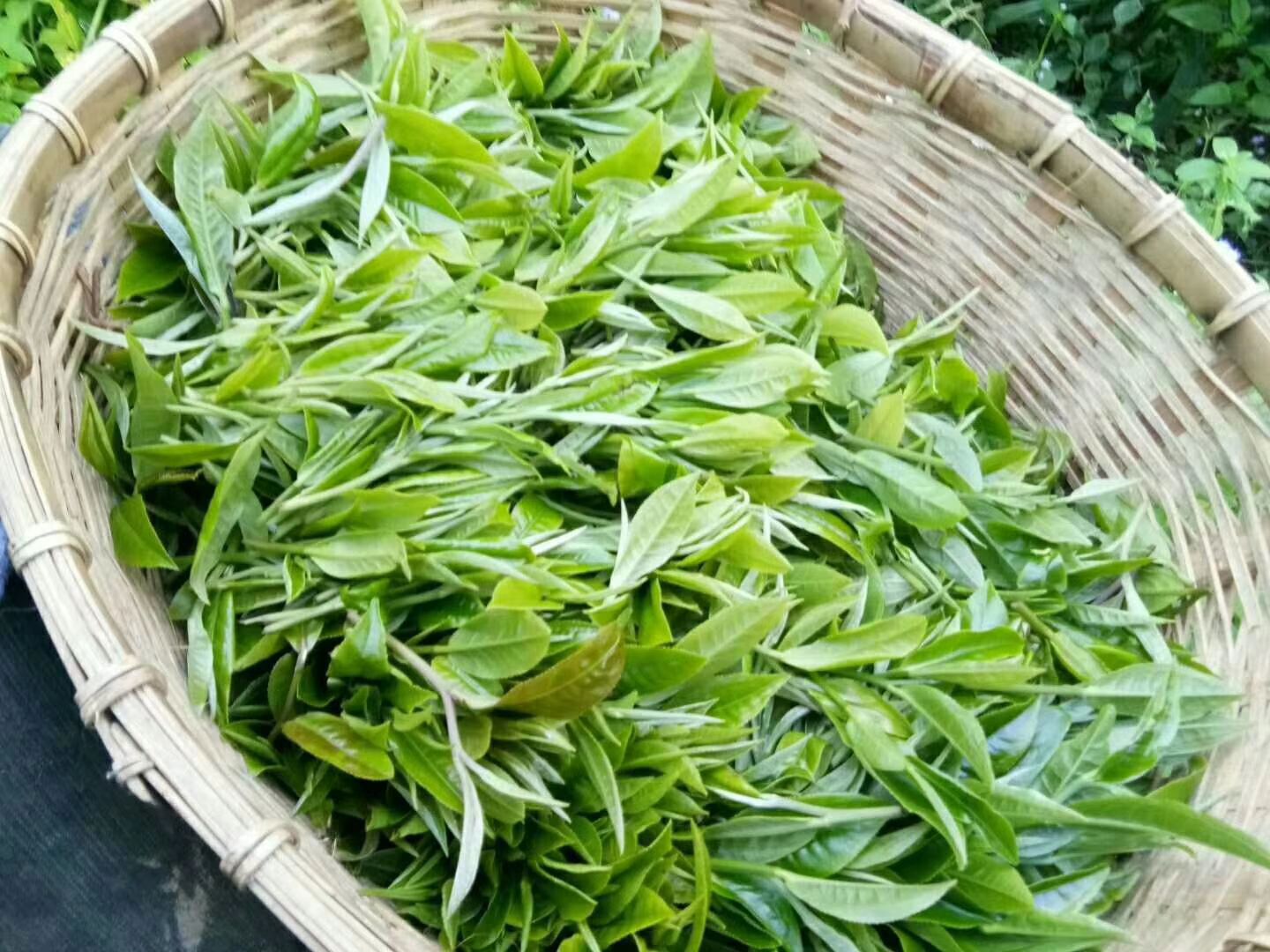 普洱生態(tài)茶 散裝 一級 