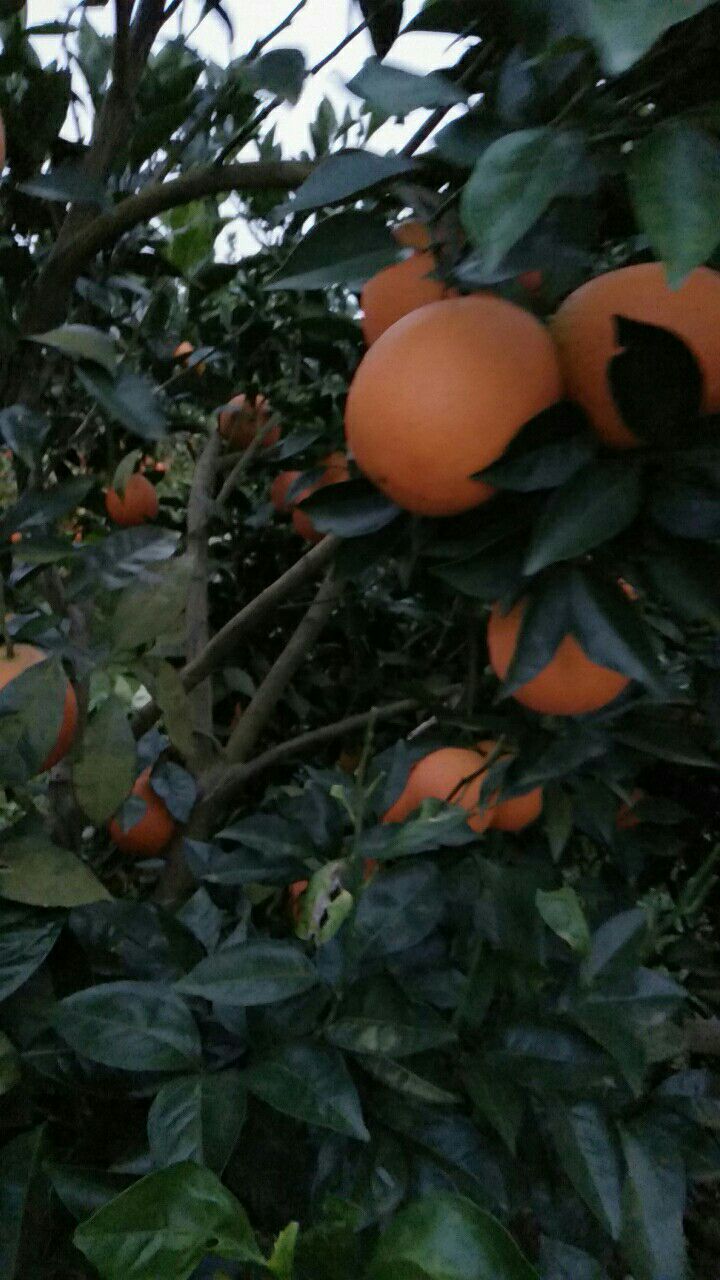 纽荷尔脐橙即将大量上市