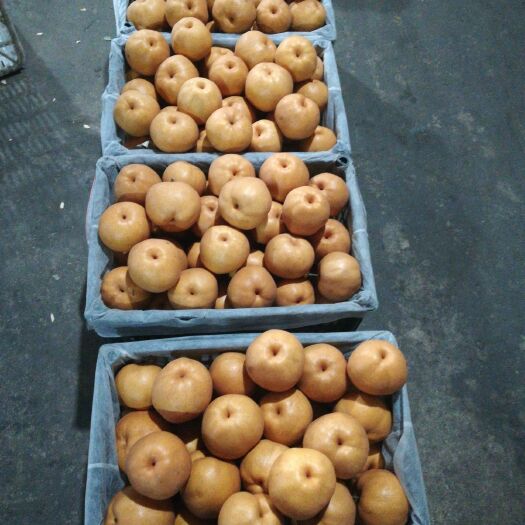 东港市黄梨 300-350g 85mm以上