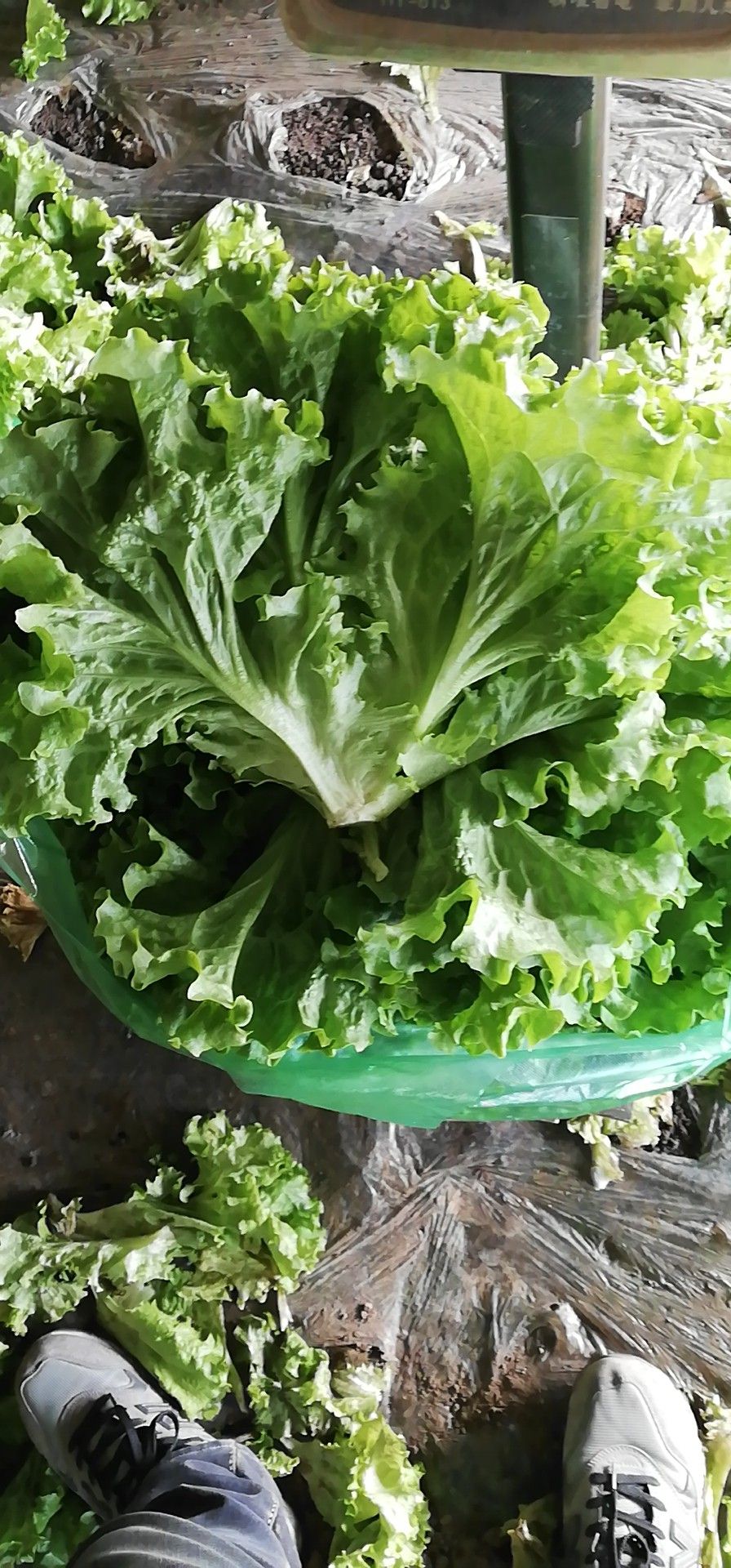 辽宁生菜价格_辽宁生菜行情_辽宁生菜批发价格查询-惠农网