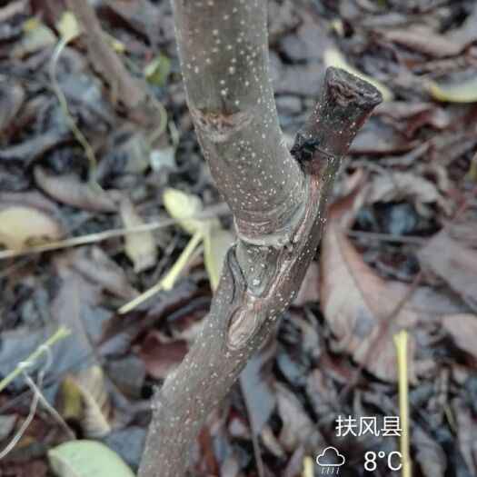 扶风县薄皮核桃苗  优质嫁接成品核桃苗1--2-3-4公分