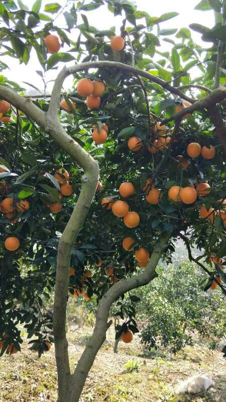 永兴冰糖橙 65 - 70mm 4-8两 