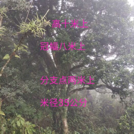 嘉善县 小叶黄杨