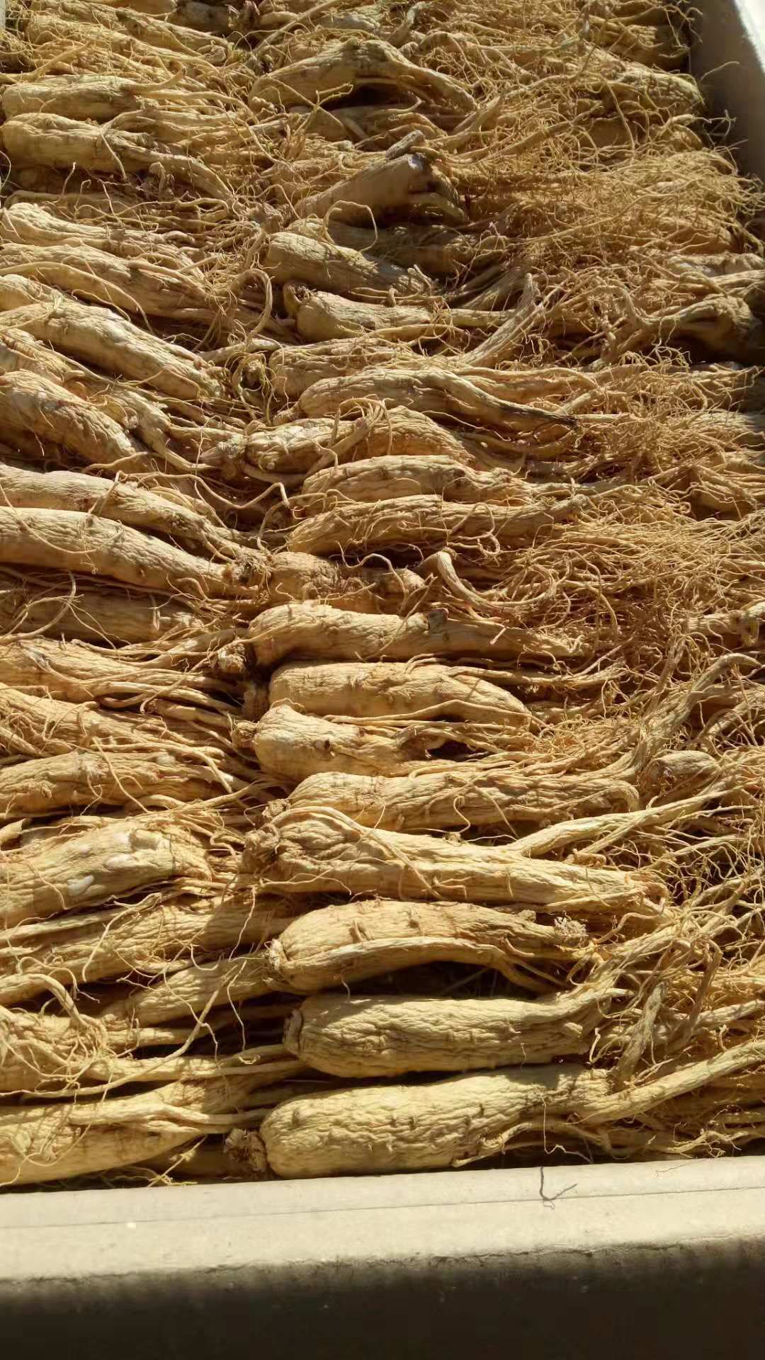 园参 全须生晒参 盒装 整根