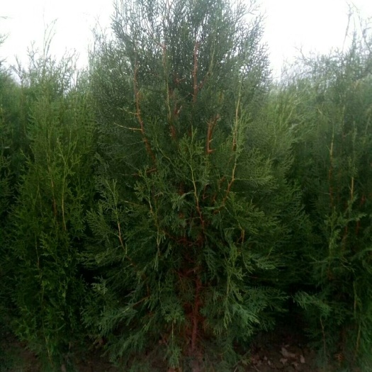 绛县圆枝侧柏  定植侧柏树，营养杯侧柏苗，裸根侧柏苗！
