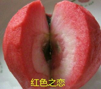 平邑县红肉苹果树苗 1~1.5米 