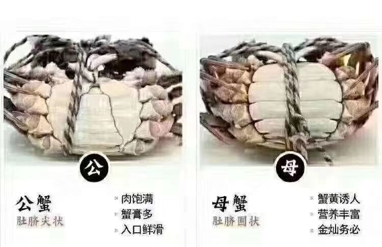 东莞洪湖大闸蟹 2.5-3.0两 公蟹