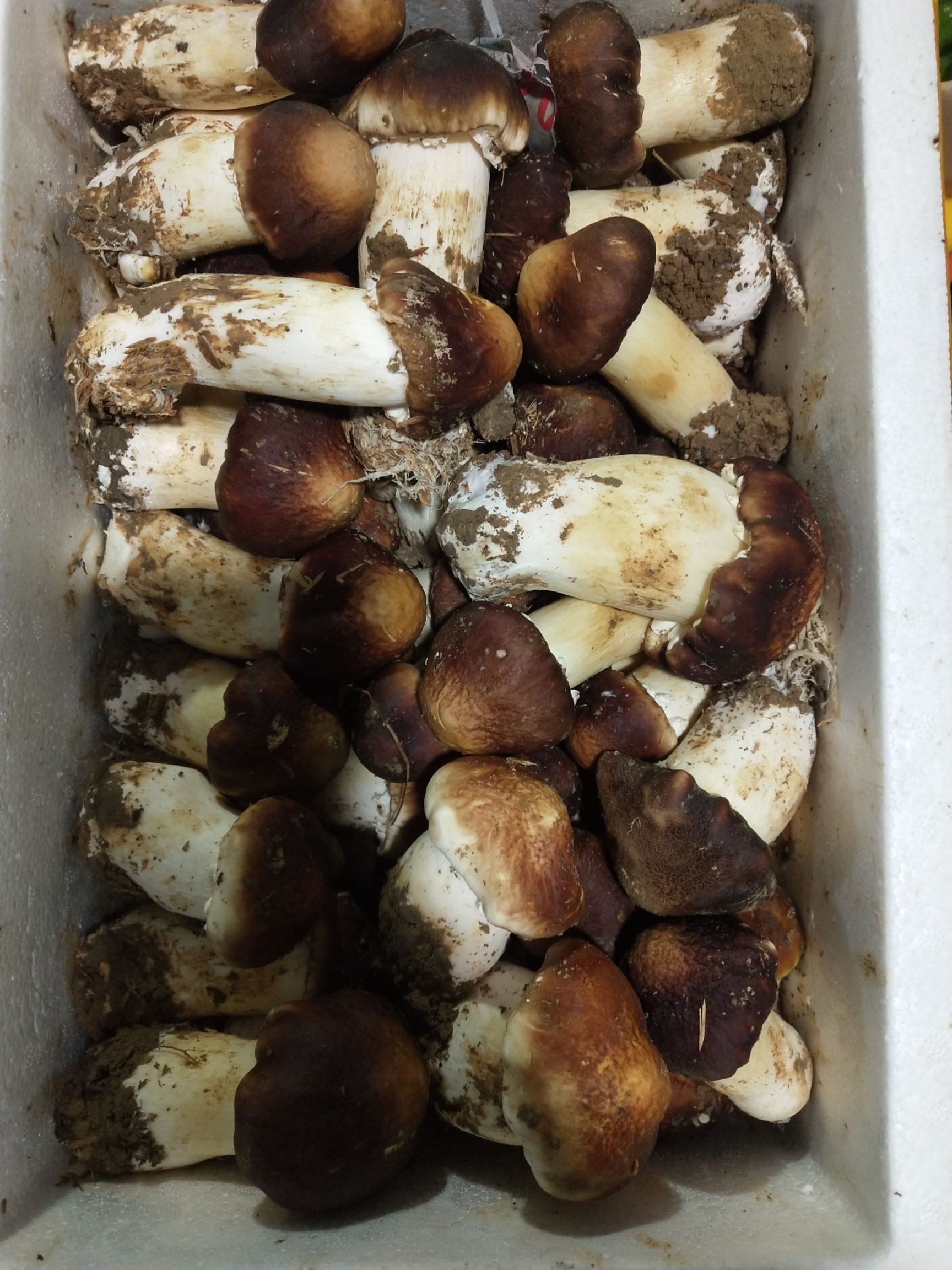 大球盖菇 生 鲜货 未开伞