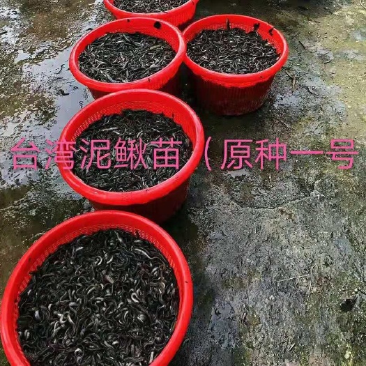肇庆蓝鳃太阳鱼