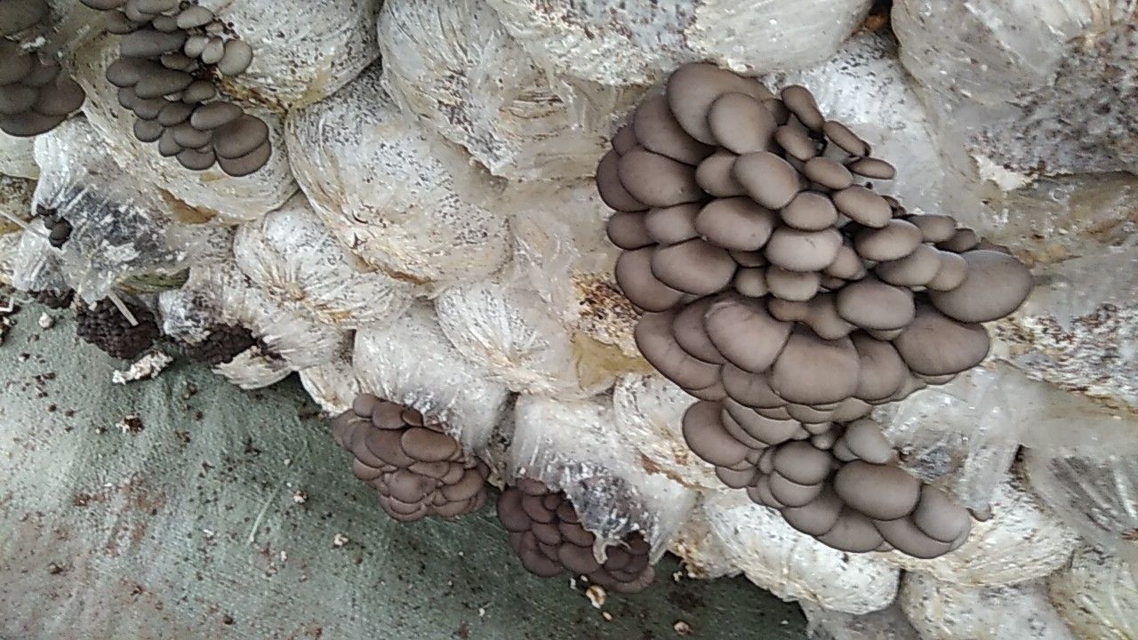 鲜平菇 4cm~6cm