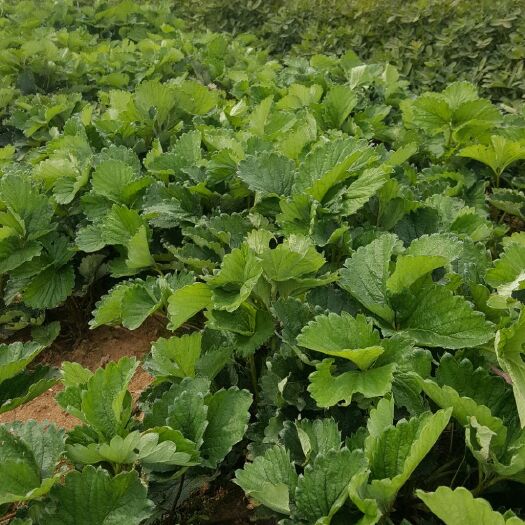临沂脱毒草莓苗 地栽苗 10~20公分