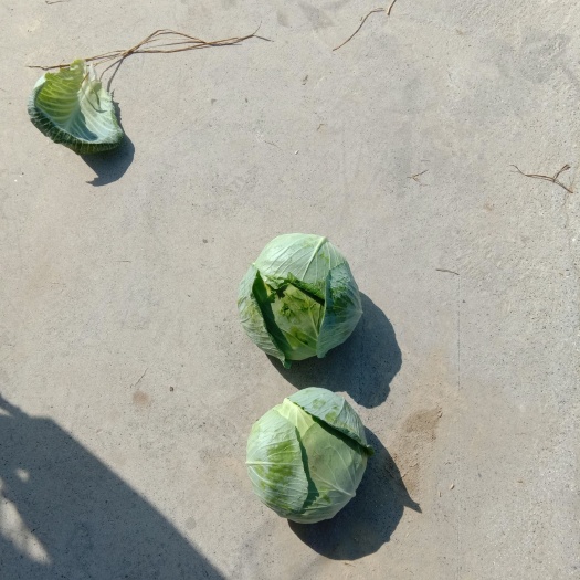 嘉鱼县早佳甘蓝 优质加利大量上市中。欢迎各位新老客商光顾选购。