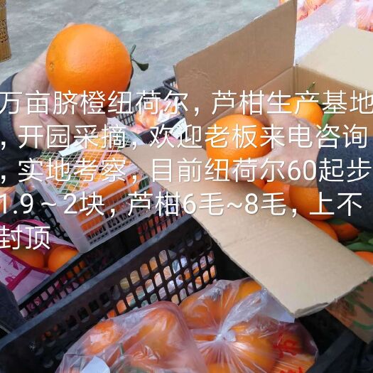 保靖县纽荷尔脐橙 60 - 65mm 4两以下 