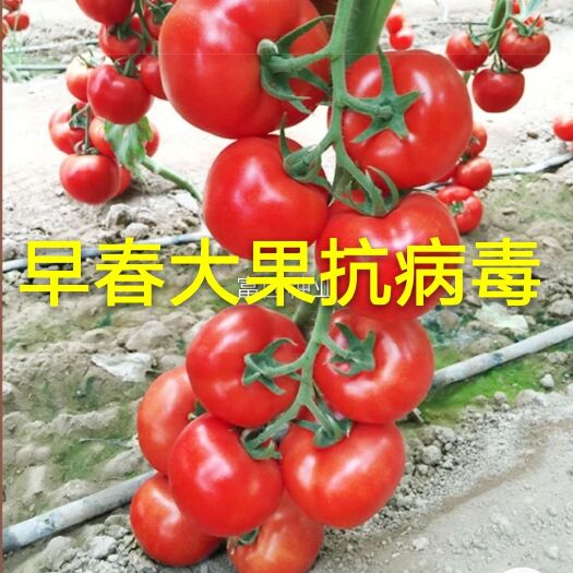 大红果抗病毒  石头果硬度高大面积种植
