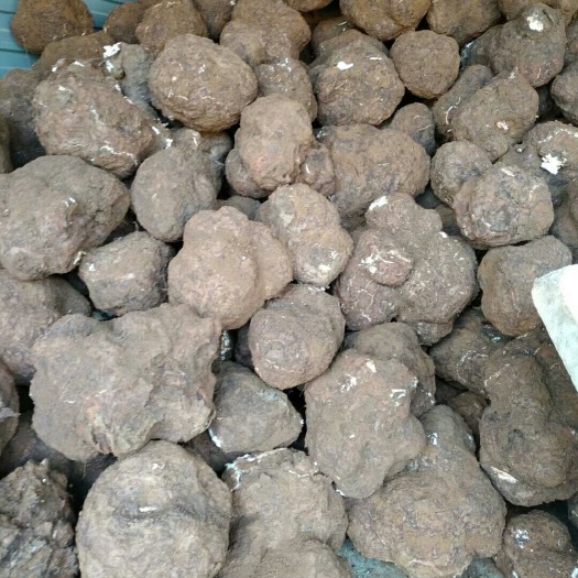 苏州茯苓
